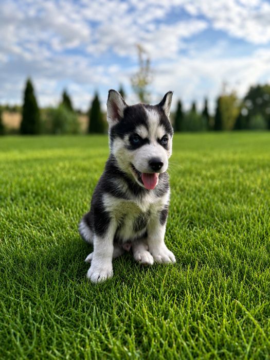 Szczeniak siberian husky piesek
