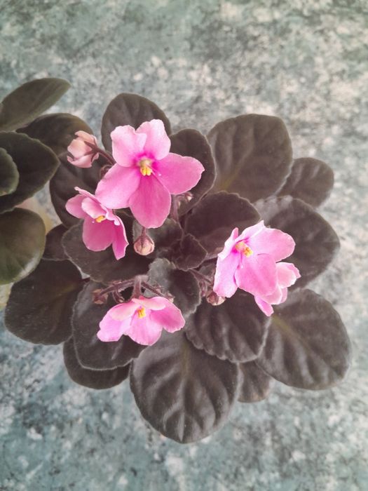 Красиві фіалки кімнатні