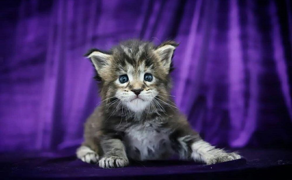 Поспішайте забронювати кошенятка Мейнкун