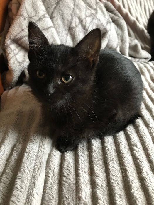 Гарні і ласкаві кошенята!!