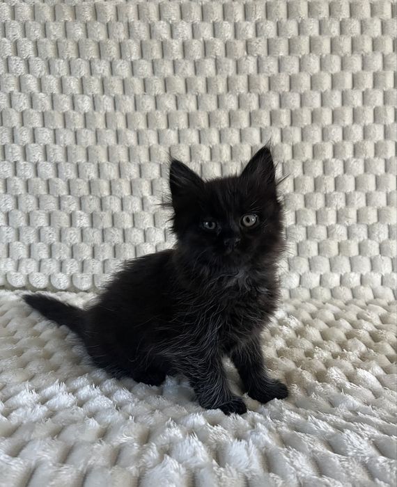 Кошеня безкоштовно