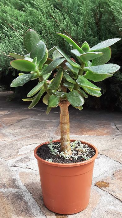 Красула Нишики Кагетсу