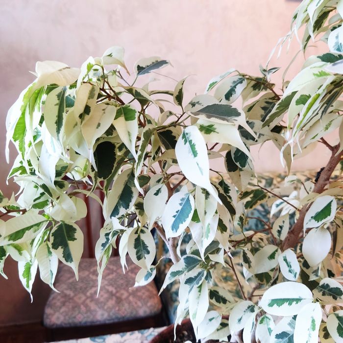 Фікуси бенджаміна