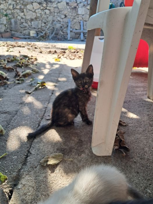 Gatinhos para adoção