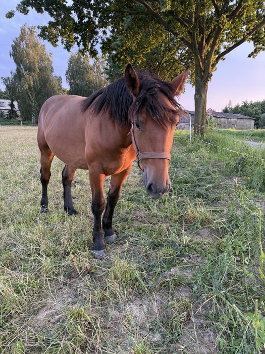 Kobyłka Polski Koń Zimnokrwisty
