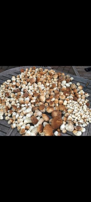 Borowik szlachetny świeży 7kg WYSYŁAM