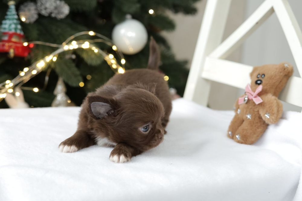 Chihuahua FCI chłopak