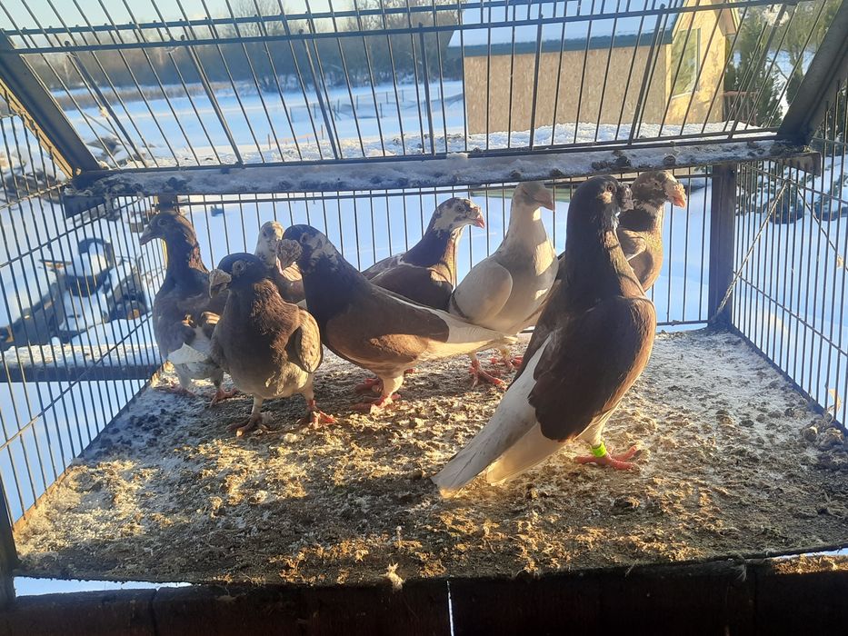 Gołębie staropolskie