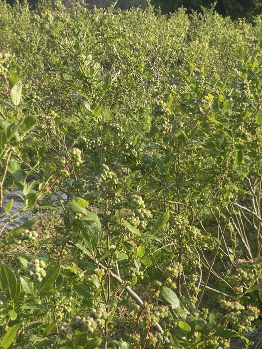 Mirtilos Biológicos