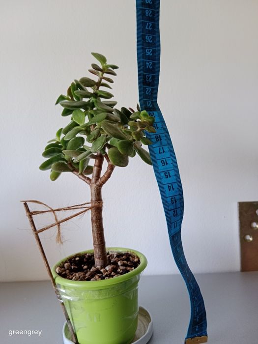 Crassula ovata ‘Minor’