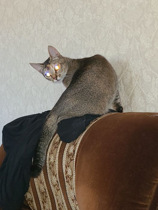 Кошка Абиссинская