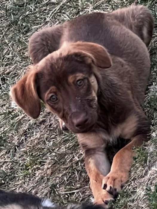 Собачки дворняшки (хлопчики і дівчата) Віддам в добрі руки ) Вибирайте