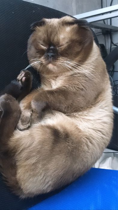 Вязка шотландца