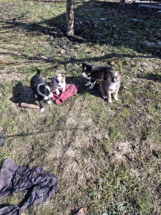 Віддам в добрі руки цуциків російсько-європейської  лайки