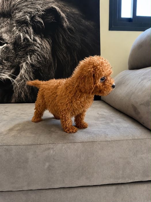 Caniche toy macho poodle toy