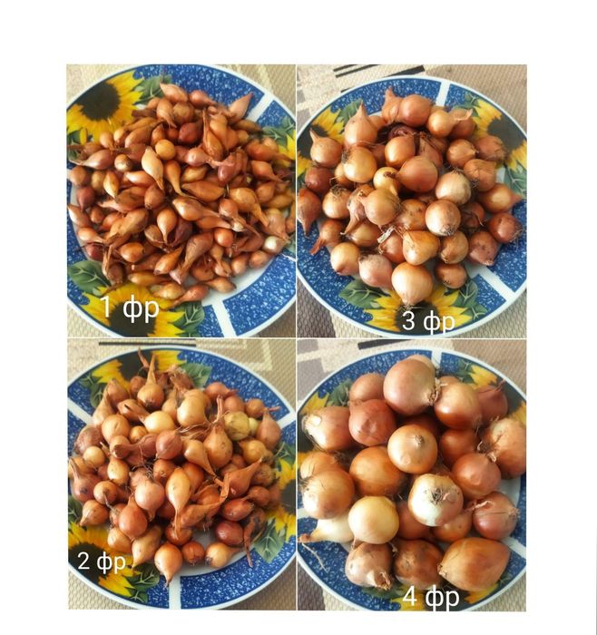 Цибуля сажанка, тиканка, лук севок : Штургарт