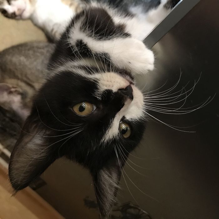 Котята в хороші руки безкоштовно