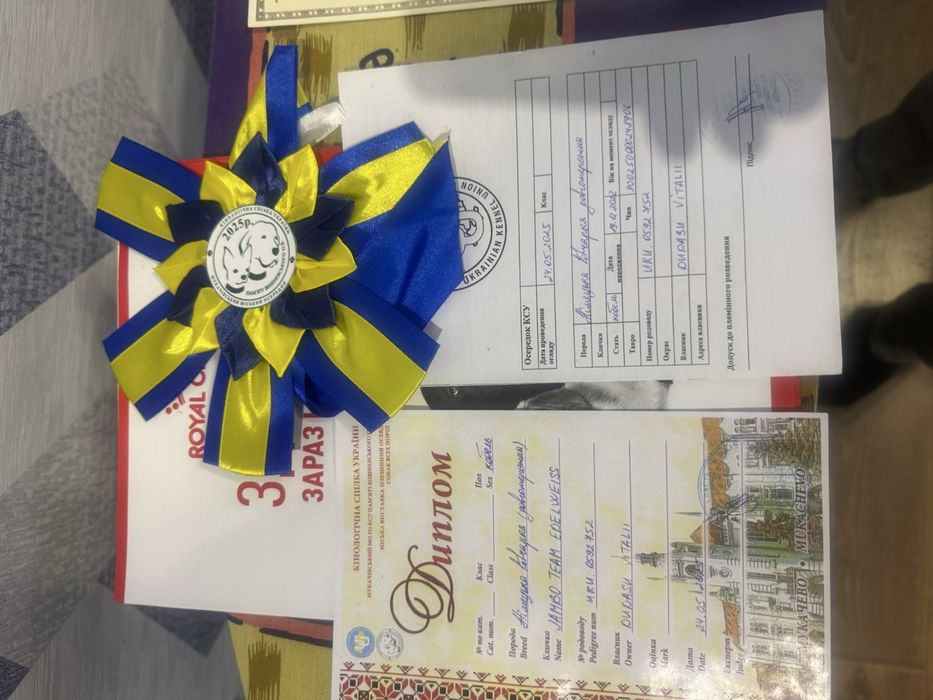Довгошерстний неймовірний кобель