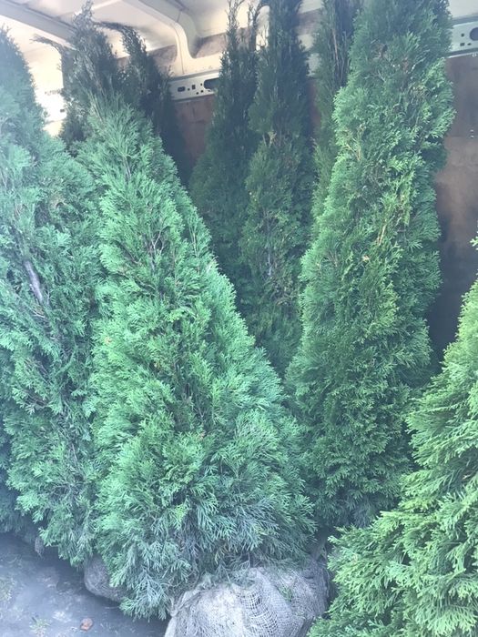 Туя СМАРАГД 1.40-1.50 Супер!