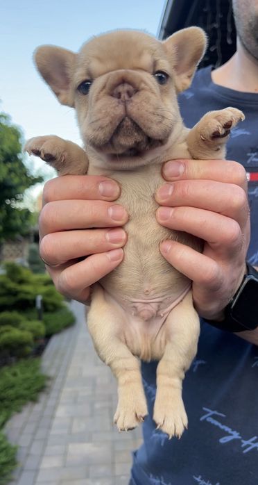 Хлопчик Француз rojo fawn merle