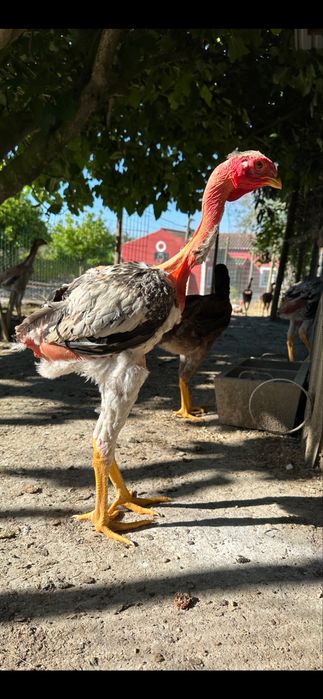 Polaco Gigante Brasileiro
