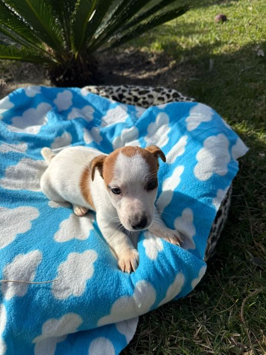 Jack Russell terrier