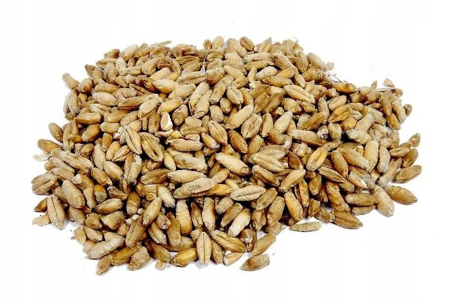 PSZENŻYTO zbiór 2025r Możliwy transport OKAZJA!