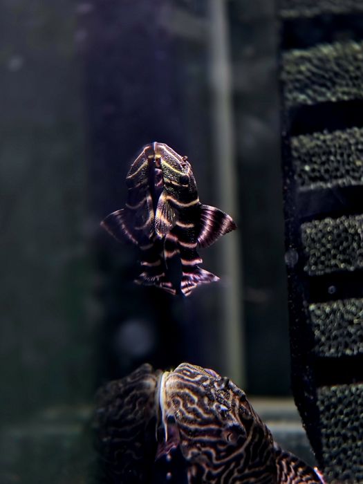 Zbrojnik L204 (Panaqolus albivermis)