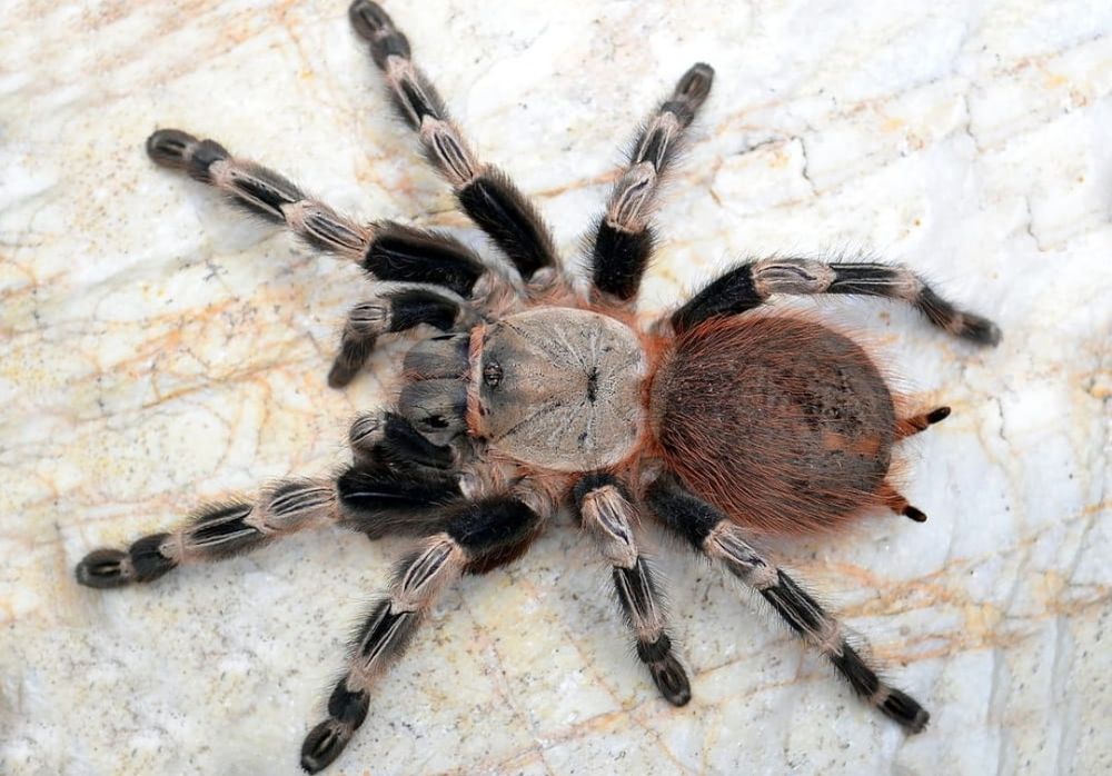 Pająk ptasznik Nhandu Vitalius chromatus L7