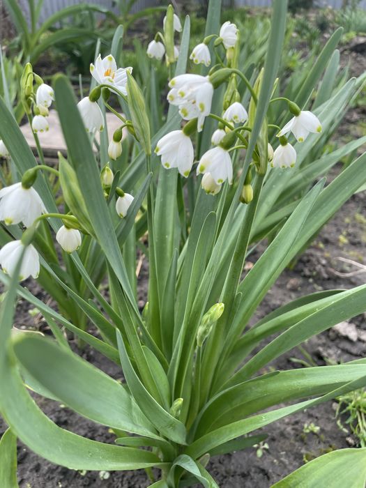 Нарциси сортові.