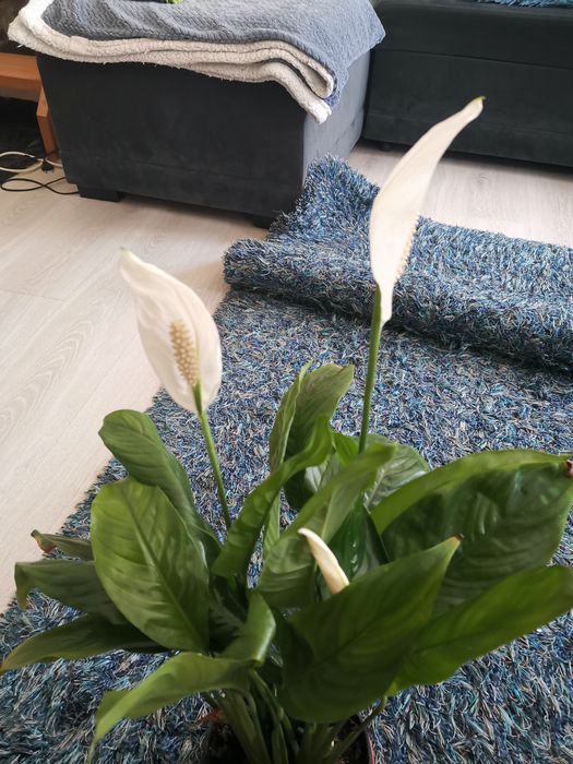 Planta lírio da Paz viçosa