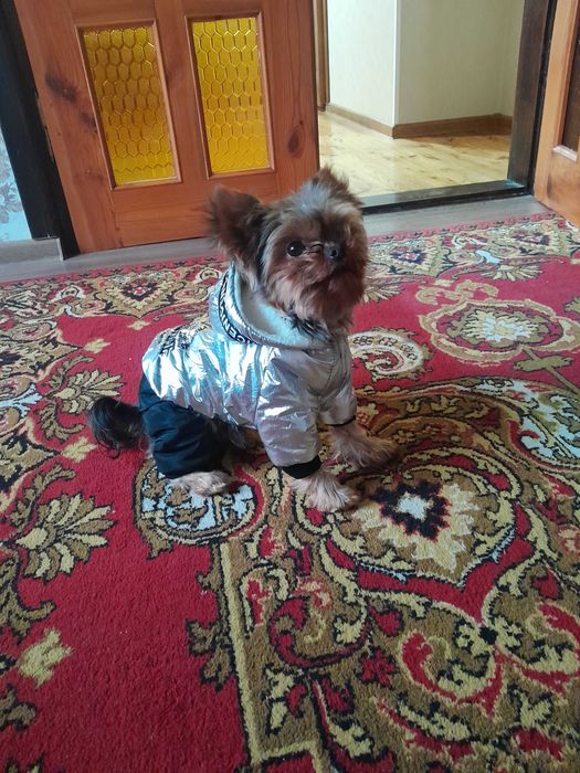 Міні йорк шукає наречену.В'язка