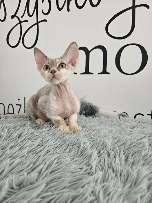 Szylkretowa dziewczynka Devon rex