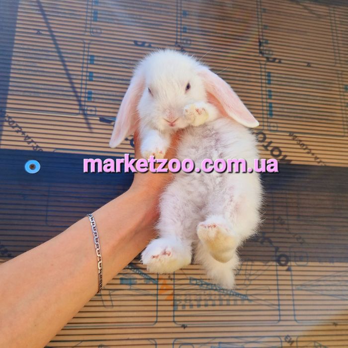 Карликовые мини кролики,мiнi висловухий вислоухий баранчик mini lop