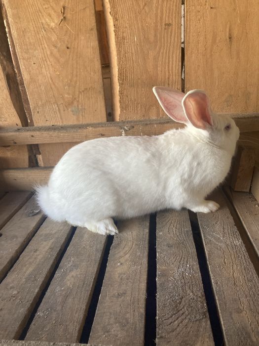 Кролі породи термонська біла самки та самці  різного віку