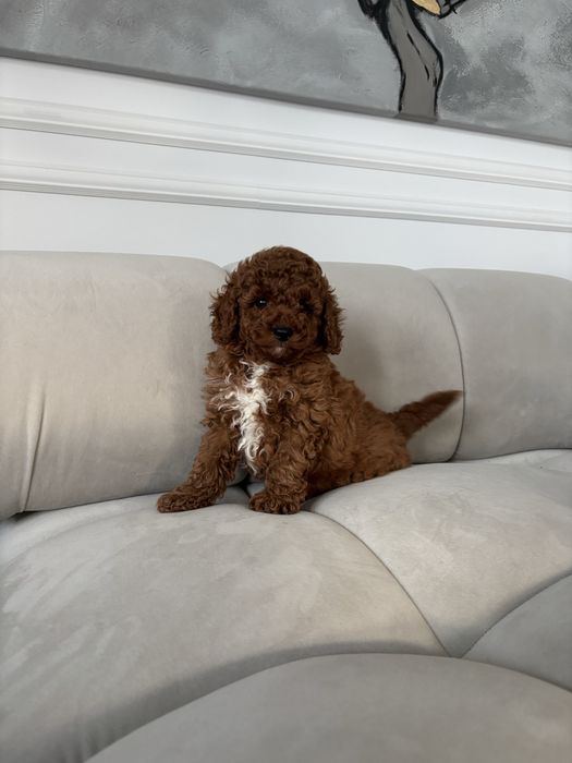 Pudel Toy Mini piesek z rodowodem