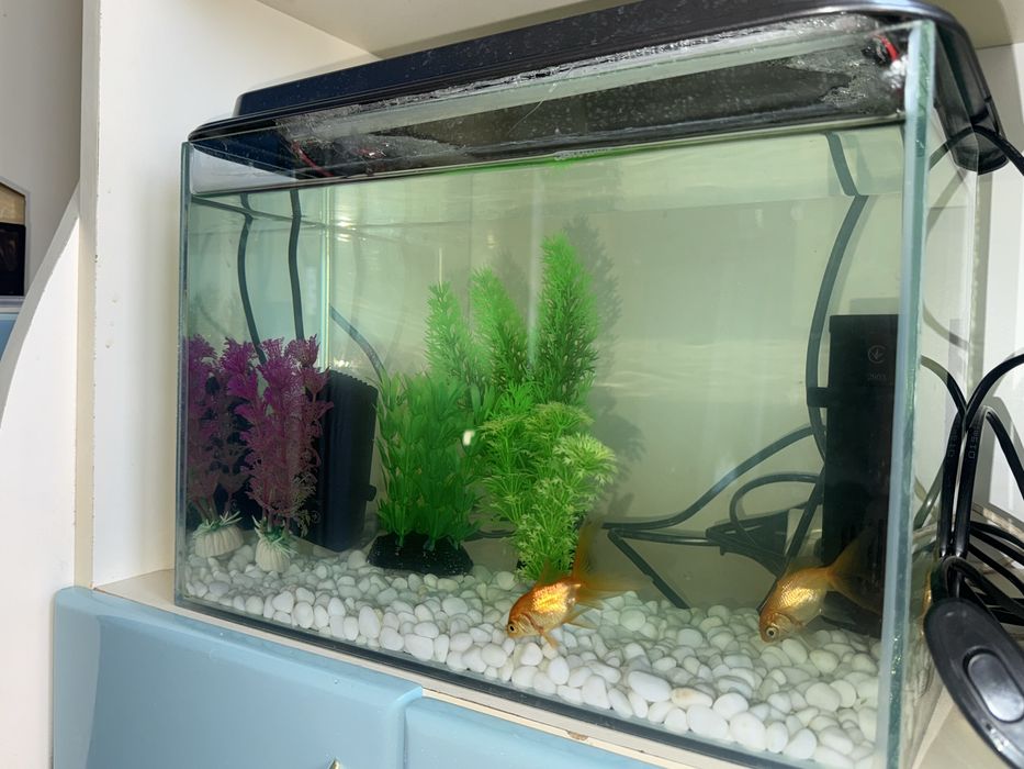 Акваріум доя рибок