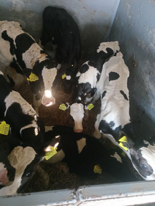 Sprzedam Cielęta byczki