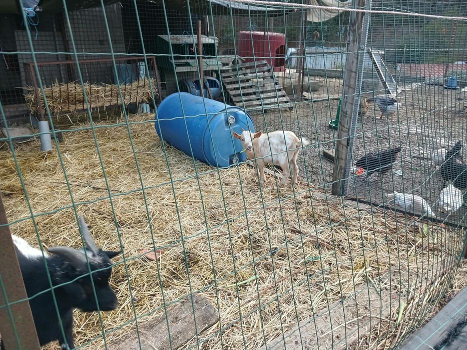Cabras anãs 6 meses