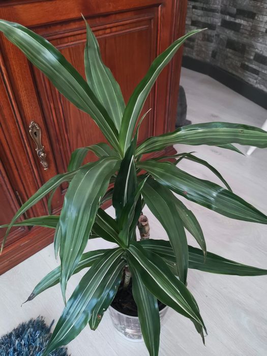 Planta viçosa Dracaena