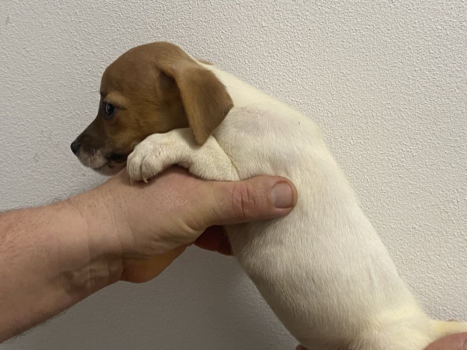 Джеки хлопчики, дівчата