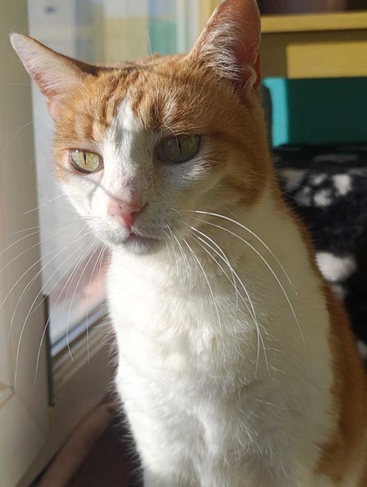 Рижуля, 4 роки, стерилізована, вакцинована, дуже ласкава