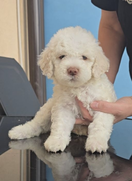 Piesek Lagotto romagnolo ZKwP