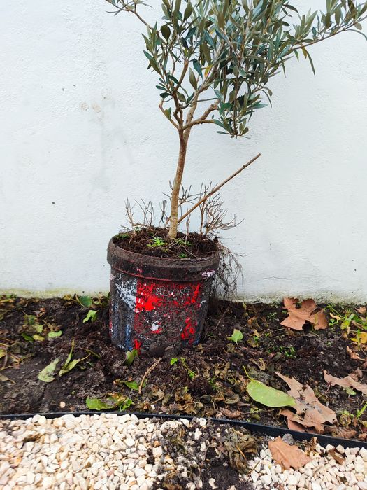 Vendo Oliveira de jardim em vaso