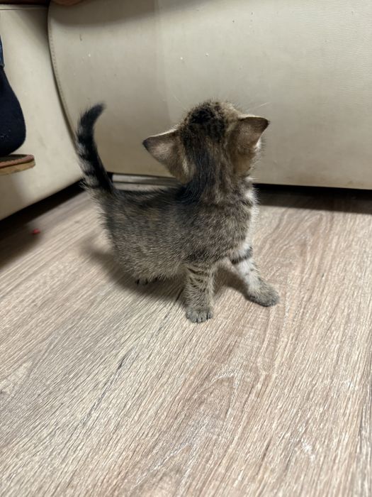 Кошенята котики котята