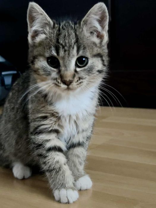 Oddam małą kotkę w dobre rece