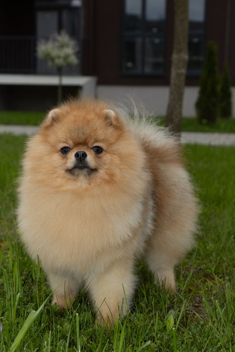 кобель померанського шпіца