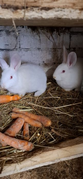 Kroliki kalifornijskie i termondy