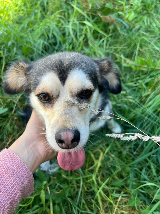 2,5 roczna malutka Leja do adopcji