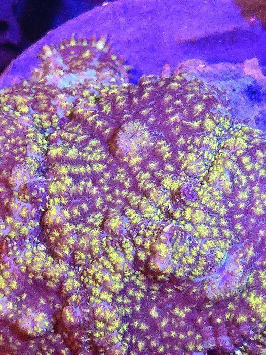 Rhodactis Yelow Point Żółto zielono fioletowy FLUOLAMPS.PL WYSYŁKI